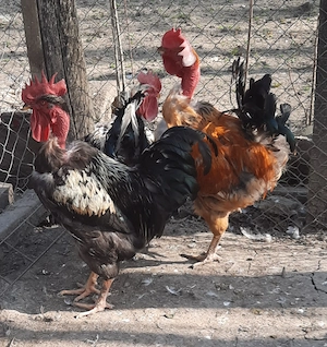 Vând cocoși rasa mixta 1an