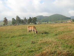 Teren Vama Buzăului 17.657 mp cu râu și pădure   aproape de Cascada Urlătoarea - imagine 7