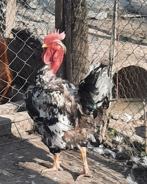 Vând cocoși rasa mixta 1an - imagine 3