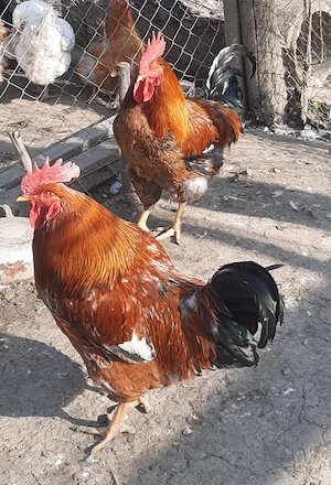 Vând cocoși rasa mixta 1an - imagine 4