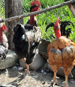 Vând cocoși rasa mixta 1an - imagine 5