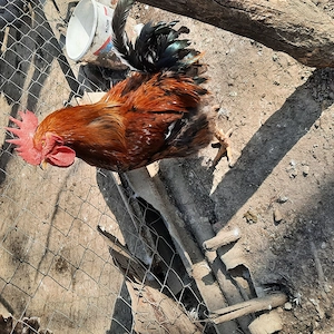 Vând cocoși rasa mixta 1an - imagine 2