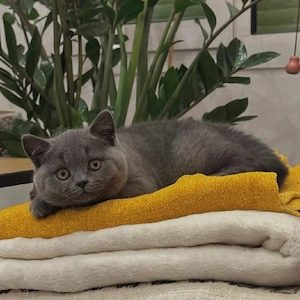 British Shorthair Blue 