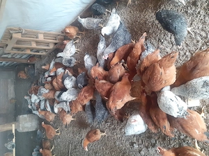 Pui kabir de vinzare