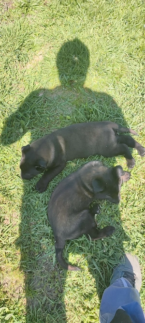 Căței Belgian Malinois 