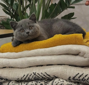 British Shorthair Blue  - imagine 2