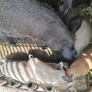 Vand purcei metis duroc cu mangalita