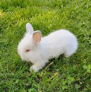 Iepurasi de vanzare - imagine 2