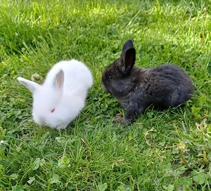 Iepurasi de vanzare - imagine 3