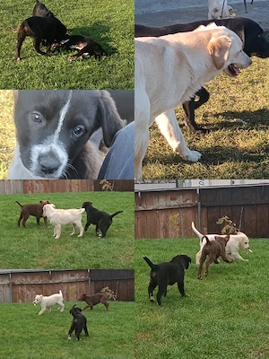 Laborator retriever Metis 