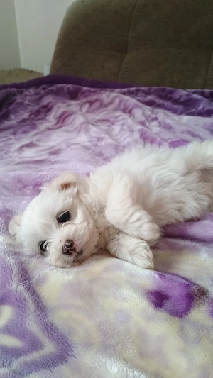 vând cățel bichon maltez mini toy băiat 