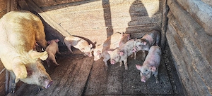 Vând purcei  - imagine 3