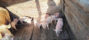 Vând purcei  - imagine 2