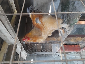 Cocos brahma  - imagine 2