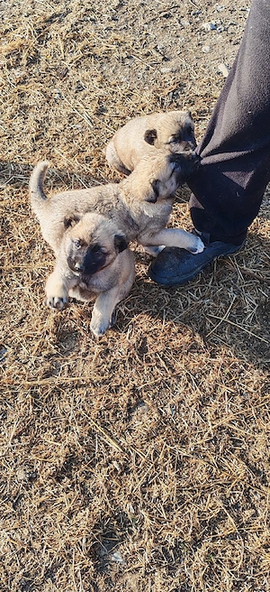 Vând căței kangal  - imagine 2