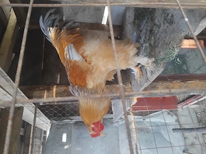 Cocos brahma  - imagine 3