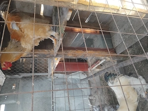 Cocos brahma  - imagine 4