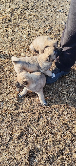 Vând căței kangal 