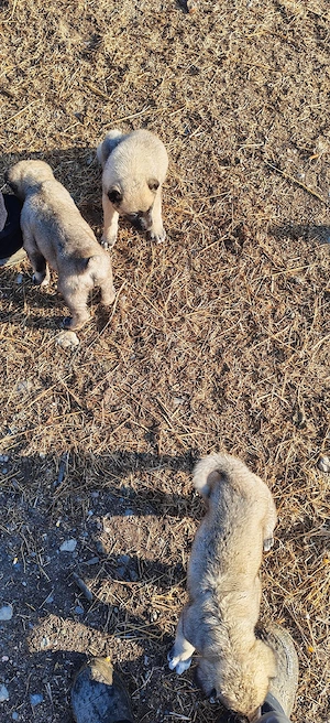 Vând căței kangal  - imagine 3