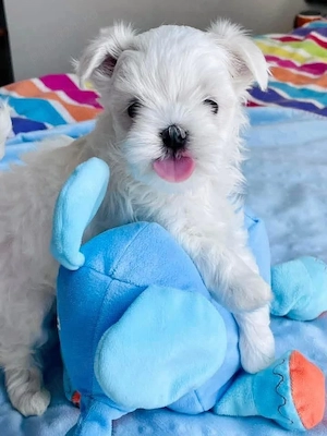 bichon maltez mini toy 
