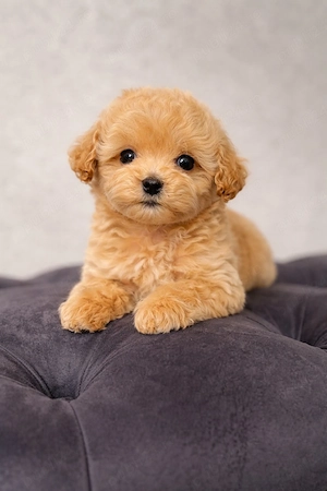maltipoo poodle mini toy 