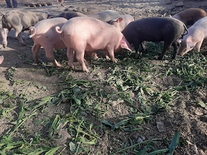 Purcei de 8 săptămâni pret 350 RON Nadab  - imagine 3