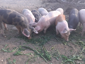 Purcei de 8 săptămâni pret 350 RON Nadab  - imagine 2