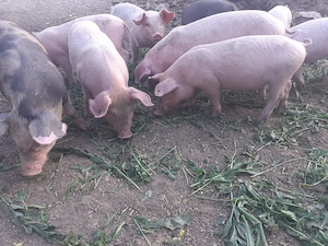 Purcei de 8 săptămâni pret 350 RON Nadab 