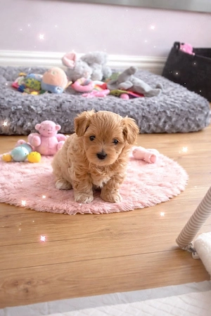 maltipoo poodle mini toy apricot  - imagine 2