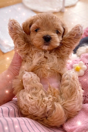 maltipoo poodle mini toy apricot  - imagine 3