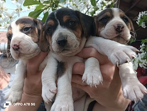 Beagle tricolor 
