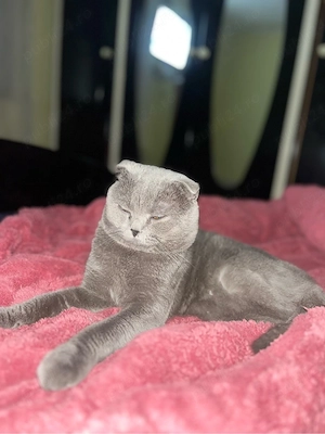 disponibil motan british scottish fold  - imagine 2