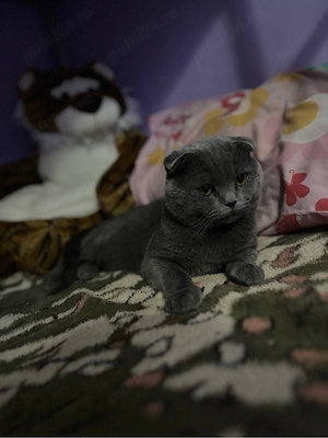 disponibil motan british scottish fold  - imagine 3
