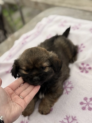 Bichon havanez  - imagine 4