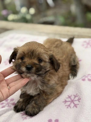 Bichon havanez  - imagine 2