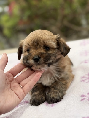 Bichon havanez  - imagine 3