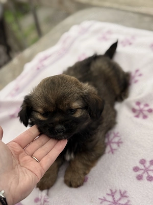 Bichon havanez  - imagine 5