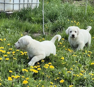 Ciobanesc Asia Centrals