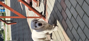 Ciobanesc Asia Centrals