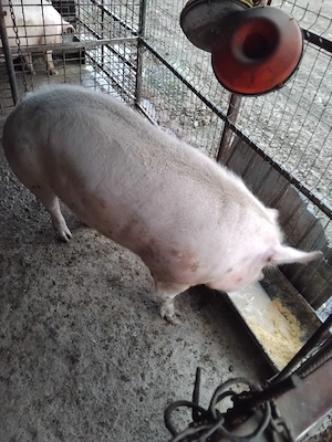 de vânzare 1 porc si o purcea - imagine 2