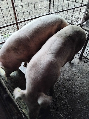 de vânzare 1 porc si o purcea - imagine 4