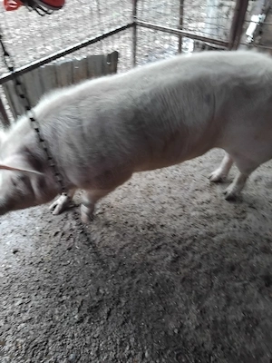 de vânzare 1 porc si o purcea