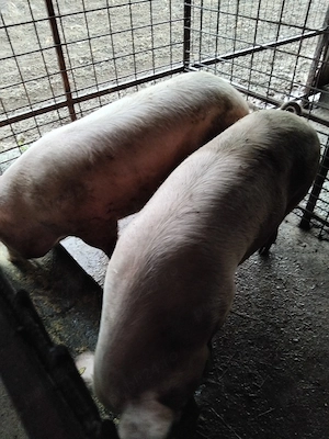 de vânzare 1 porc si o purcea - imagine 3