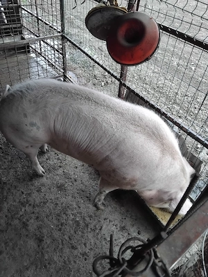 de vânzare 1 porc si o purcea - imagine 5