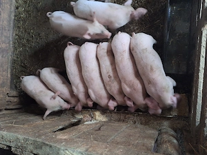 De vânzare au 7 saptamani