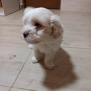 Bishoni frise toy