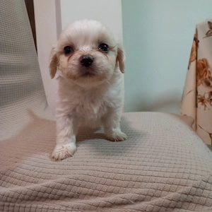 Bishoni frise toy - imagine 2