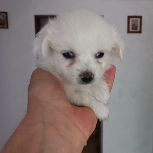 Bishoni frise toy - imagine 3