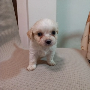 Bishoni frise toy - imagine 4