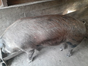 Porci de vanzare 